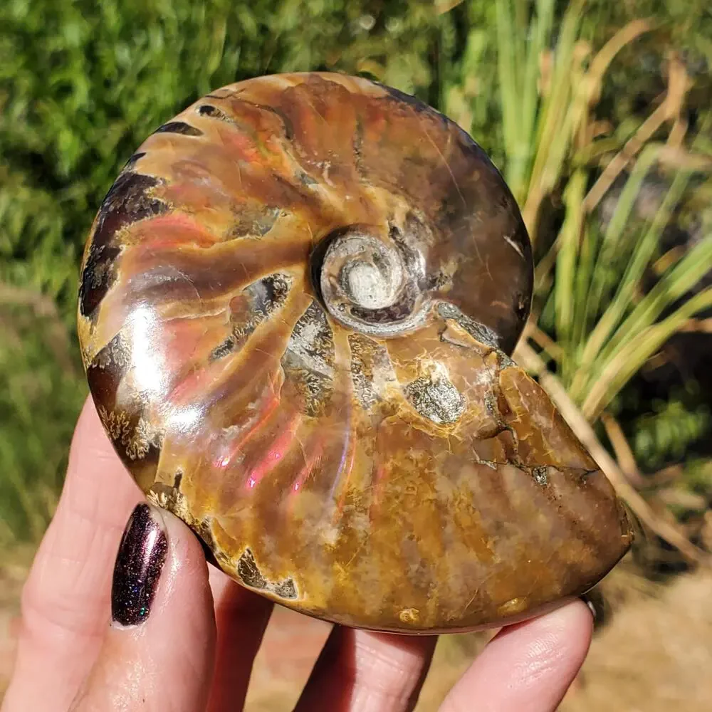 Ammonite Fossil Iridescent Rainbow Color Burst 164 Grams